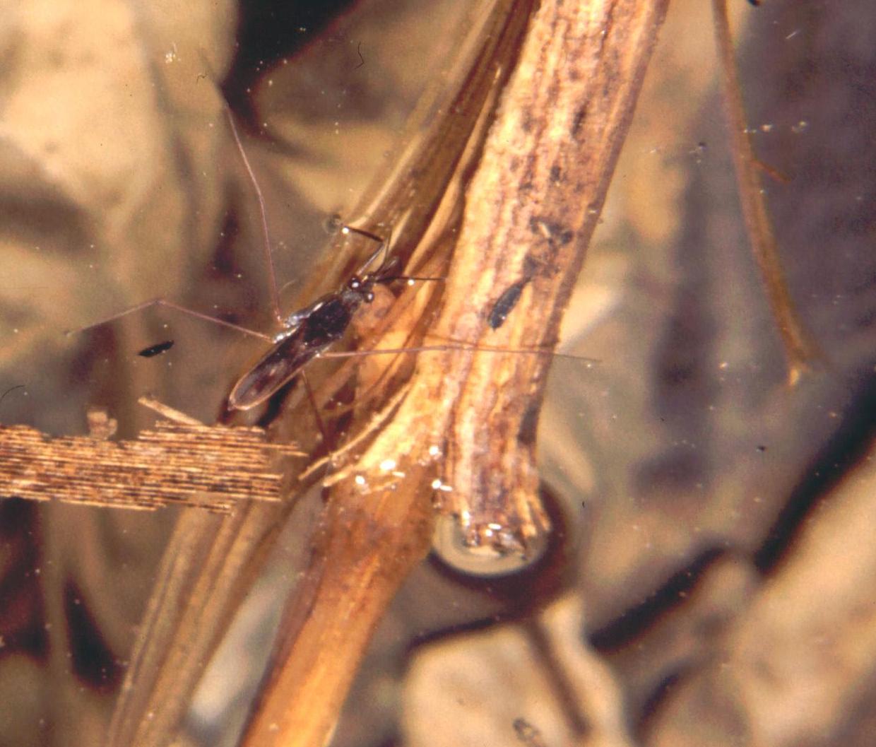Gerridae